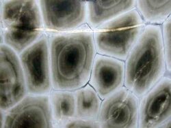 Гранит Tartaruga