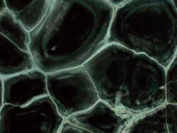 Гранит Tartaruga