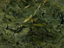 Гранит Green Peace